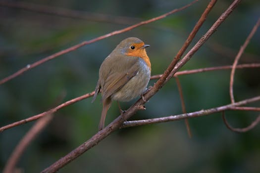 Vibrant forest wildlife