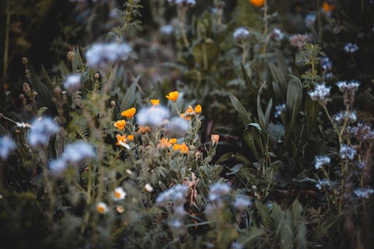lush garden with native plants